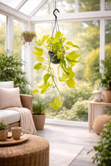 Epipremnum Golden Pothos Neon, planta de interior curgatoare cu frunze verde lime - 25 cm