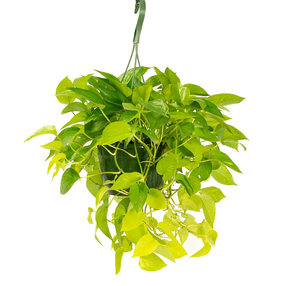 Epipremnum Golden Pothos Neon, planta de interior curgatoare cu frunze verde lime - 40 cm