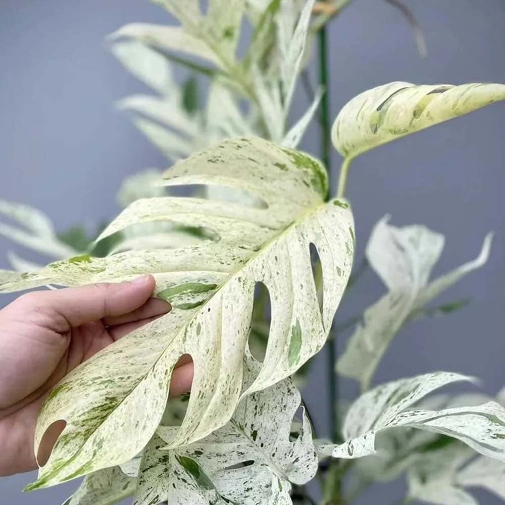 Iedera diavolului Curgatoare (Epipremnum) Marble Variegata - 25 cm