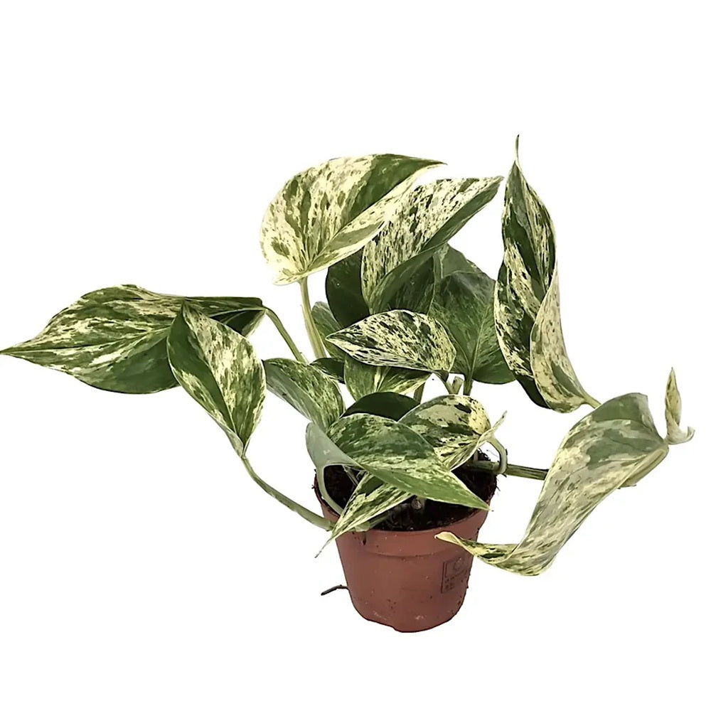 Iedera diavolului Curgatoare (Epipremnum) Marble Variegata - 25 cm