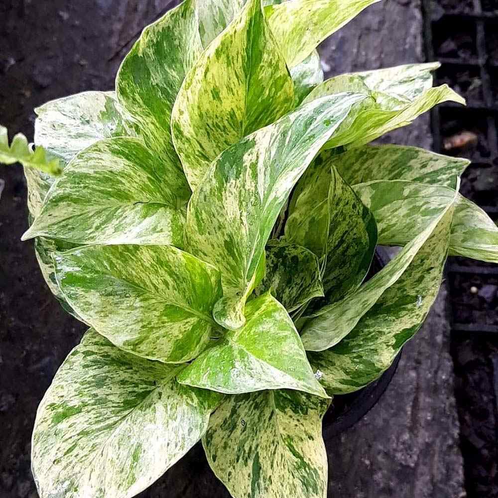 Iedera diavolului Curgatoare (Epipremnum) Marble Variegata - 25 cm