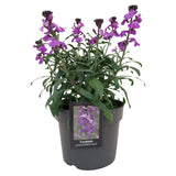 Erysimum Bowles Mauve, planta perena decorativa, flori mov, inflorire lunga