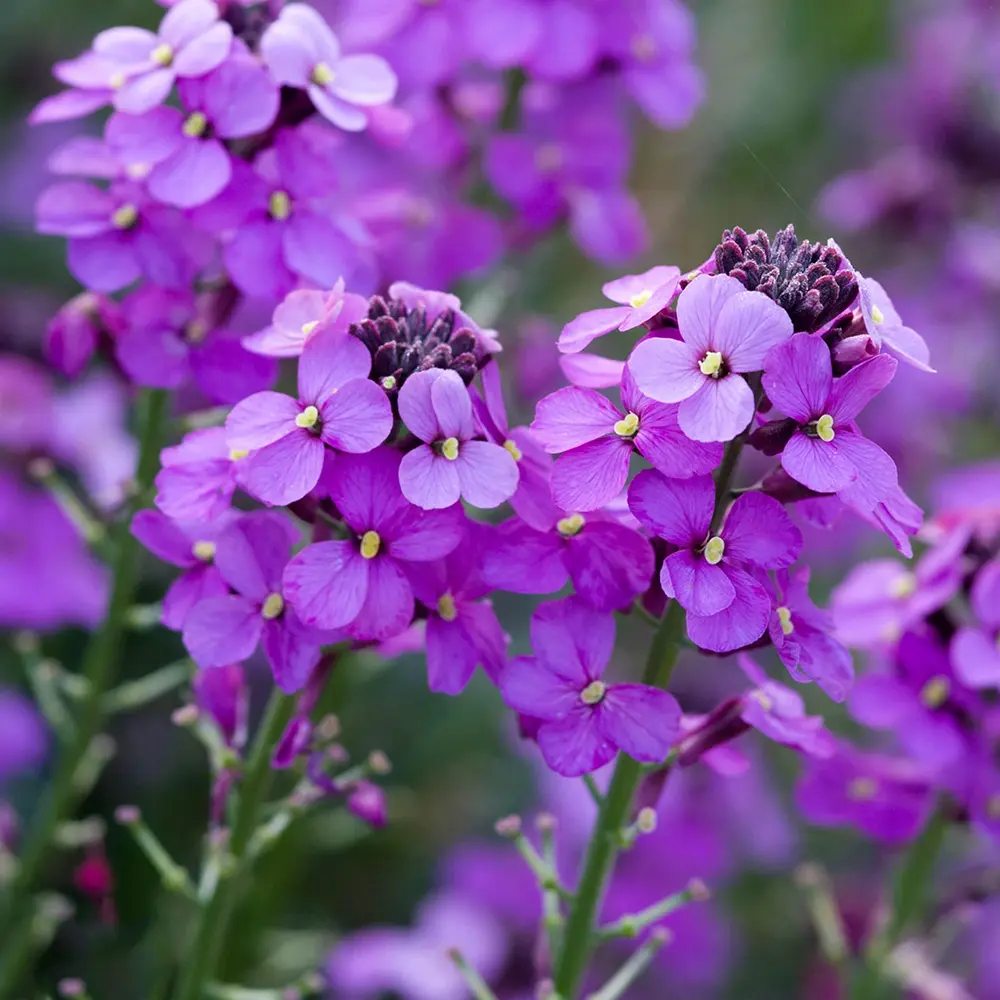 Erysimum Bowles Mauve, planta perena decorativa, flori mov, inflorire lunga