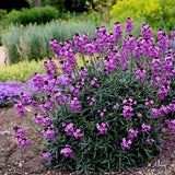 Erysimum Bowles Mauve, planta perena decorativa, flori mov, inflorire lunga