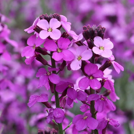 Erysimum Bowles Mauve, planta perena decorativa, flori mov, inflorire lunga