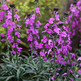 Erysimum Bowles Mauve, planta perena decorativa, flori mov, inflorire lunga