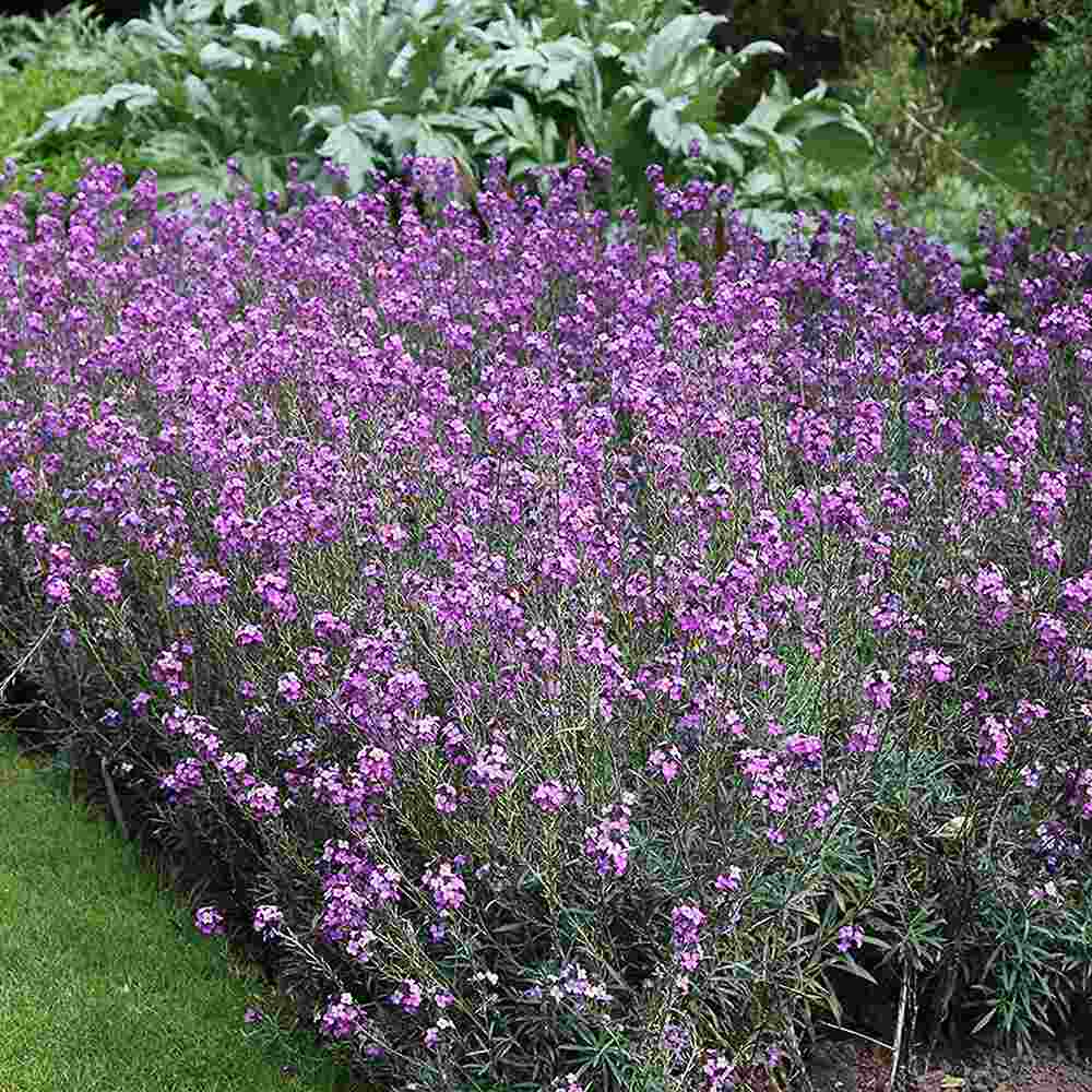 Erysimum Bowles Mauve, planta perena decorativa, flori mov, inflorire lunga