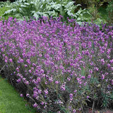 Erysimum Bowles Mauve, planta perena decorativa, flori mov, inflorire lunga