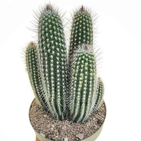 Cactus Vatricania Guentheri, cactus columnar albastru exotic, cactus decorativ interior rezistent seceta, planta suculenta rara pentru casa si birou - 35 cm