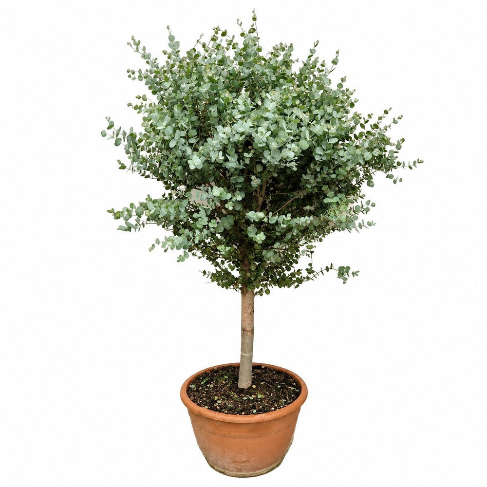Eucalipt Batran Gunnii Azur Copacel vesnic verde cu frunzis albastru-argintiu, cu parfum proaspat, rezistent la ger cu frunze parfumate - 130 cm