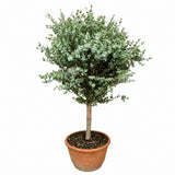 Eucalipt Batran Gunnii Azur Copacel vesnic verde cu frunzis albastru-argintiu, cu parfum proaspat, rezistent la ger cu frunze parfumate - 130 cm