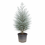 Eucalipt Batran Gunnii Azur, vesnic verde cu frunzis albastru-argintiu, cu parfum proaspat, rezistent la ger cu frunze parfumate - 190/200 cm