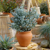 Eucalyptus gunnii Silverana, arbust ornamental cu frunzis argintiu aromat, parfumat, crestere rapida