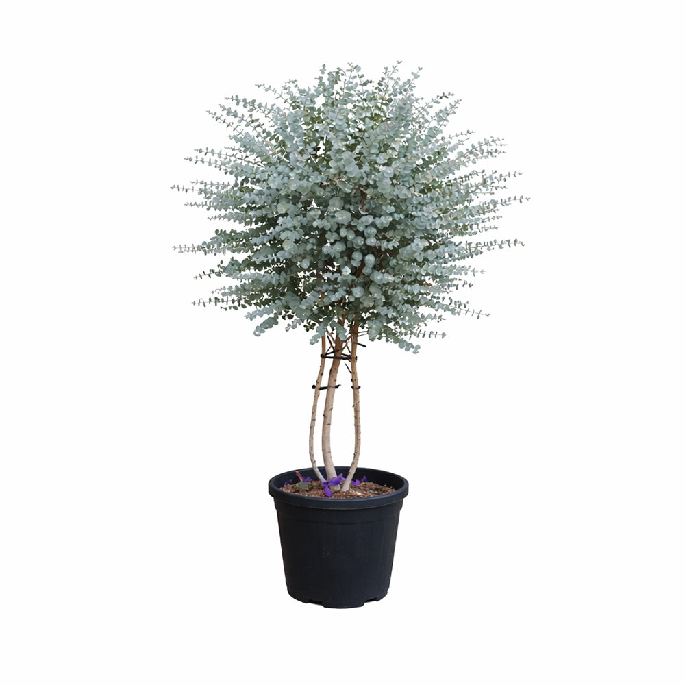 Eucalipt Batran Gunnii Azur, Multitulpinal vesnic verde cu frunzis albastru-argintiu, cu parfum proaspat, rezistent la ger cu frunze parfumate - 140-150 cm