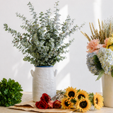 Eucalyptus gunnii Silverana, arbust ornamental cu frunzis argintiu aromat, parfumat, crestere rapida