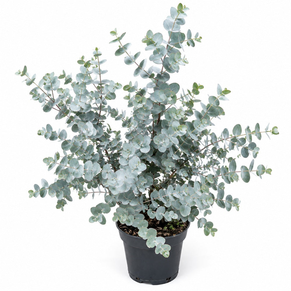 Eucalypt urnigera, frunzis aromat verde-albastrui, rezistent la inghet, crestere rapida