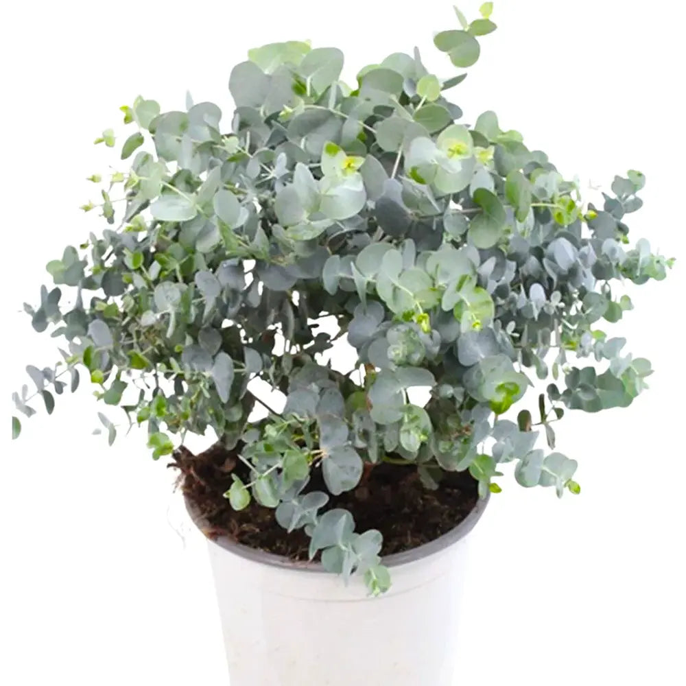 Eucalyptus cinerea Silver Dollar, frunze argintiu vesnic verde, parfumat si crestere rapida