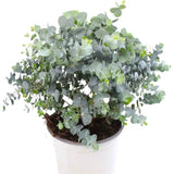 Eucalyptus cinerea Silver Dollar, frunze argintiu vesnic verde, parfumat si crestere rapida