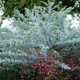 Eucalyptus cinerea Silver Dollar, frunze argintiu vesnic verde, parfumat si crestere rapida
