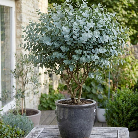 Eucalyptus cinerea Silver Dollar, frunze argintiu vesnic verde, parfumat si crestere rapida
