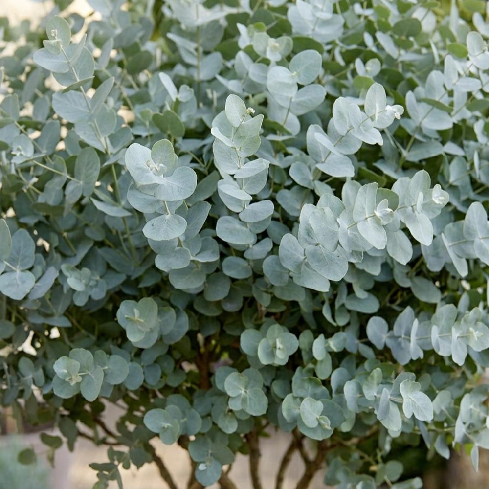 Eucalyptus cinerea Silver Dollar, frunze argintiu vesnic verde, parfumat si crestere rapida
