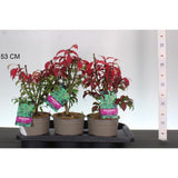 Fus Inaripat (Euonimus Alatus Compactus), arbust decorativ cu frunzis rosu intens si fructe roz-toamna