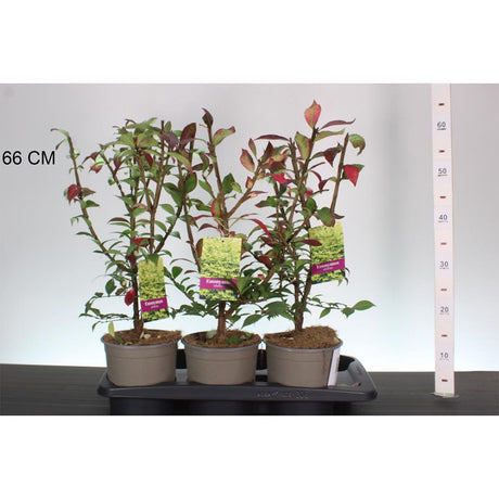 Fus Inaripat (Euonimus Alatus), arbust decorativ cu frunzis rosu intens si fructe roz-oranj toamna