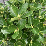 Salba Japoneza Euonimus Japonicus, arbust decorativ vesnic verde pentru gard viu si borduri