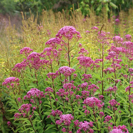 Black Friday - Reduceri Iarba lui Joe Pye (Eupatorium maculatum Atropurpureum), cu flori roz pur Promotie