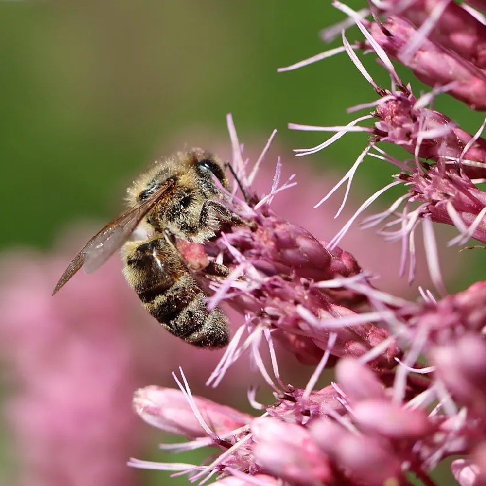 Iarba lui Joe Pye (Eupatorium maculatum Atropurpureum), cu flori roz pur