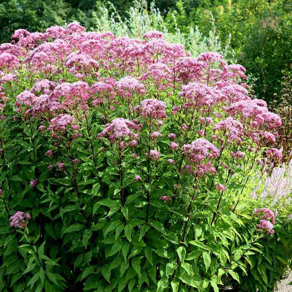 Iarba lui Joe Pye (Eupatorium maculatum Atropurpureum), cu flori roz pur