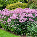 Iarba lui Joe Pye (Eupatorium maculatum Atropurpureum), cu flori roz pur