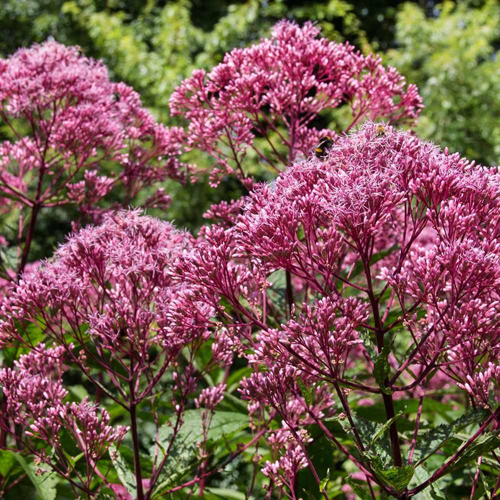 Iarba lui Joe Pye (Eupatorium maculatum Atropurpureum), cu flori roz pur