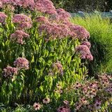 Iarba lui Joe Pye (Eupatorium maculatum Atropurpureum), cu flori roz pur