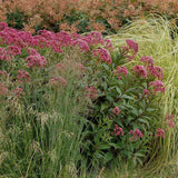 Iarba lui Joe Pye (Eupatorium maculatum Atropurpureum), cu flori roz pur