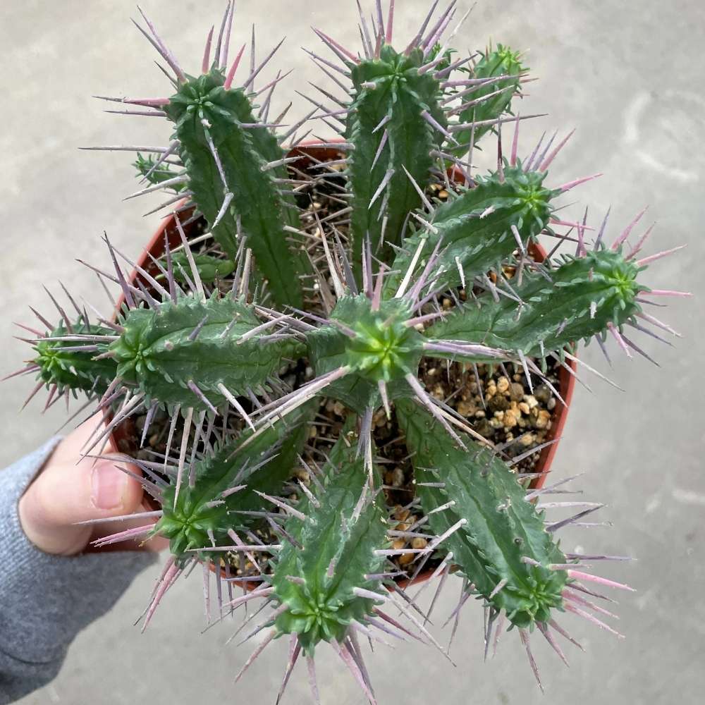 Cactus Euphorbia Ferox, planta suculenta de interior cu spini decorativi si intretinere usoara - 10-15 cm