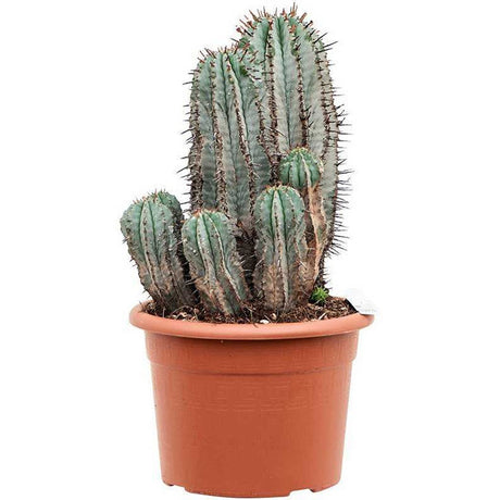 Cactus Horrida, planta rezistenta exotica de interior, usor de intretinut, 40 cm