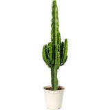Cactus Candelabru African Erytrea, planta de interior suculenta cu forma arhitecturala, frunze verzi ramificate si intretinere usoara - 140 cm