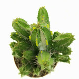 Cactus Peruvianus Fruticosa (Euphorbia), planta decor exotica, usor de ingrijit - 50 cm