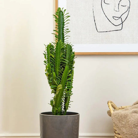 Cactus Candelabru African Trigona, planta suculenta, aspect sculptural, fara spini, usor de ingrijit - 25 cm