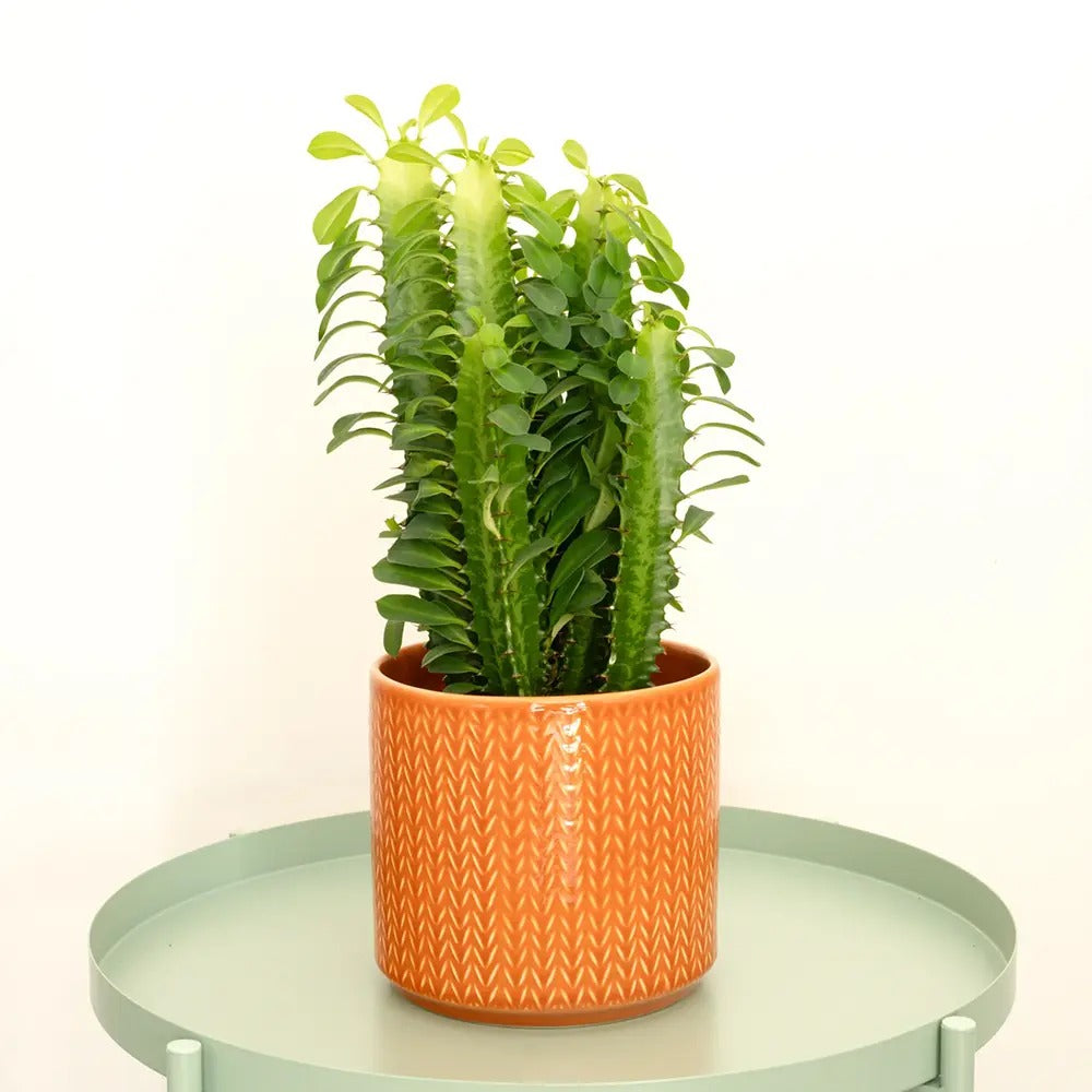 Cactus Candelabru African Trigona, planta suculenta, aspect sculptural, fara spini, usor de ingrijit - 25 cm