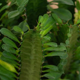 Cactus Candelabru African Trigona, planta suculenta, aspect sculptural, fara spini, usor de ingrijit - 25 cm