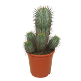 Cactus Horrida, planta rezistenta exotica de interior, usor de intretinut, 40 cm
