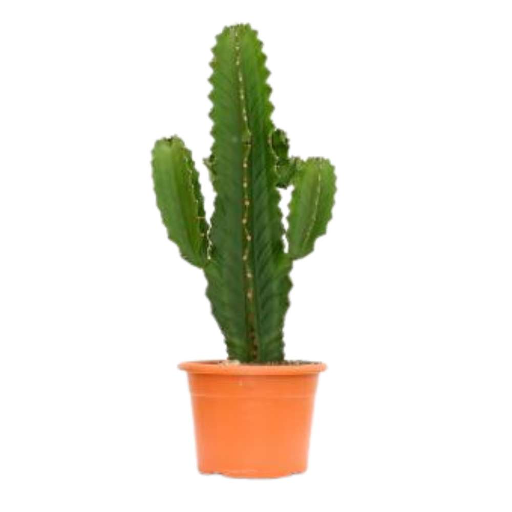 Cactusul Candelabru Euphorbia Ingens, planta decorativa de interior mare, usor de ingrijit - 50 cm