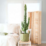 Cactusul Candelabru Euphorbia Ingens, planta decorativa de interior mare, usor de ingrijit - 50 cm