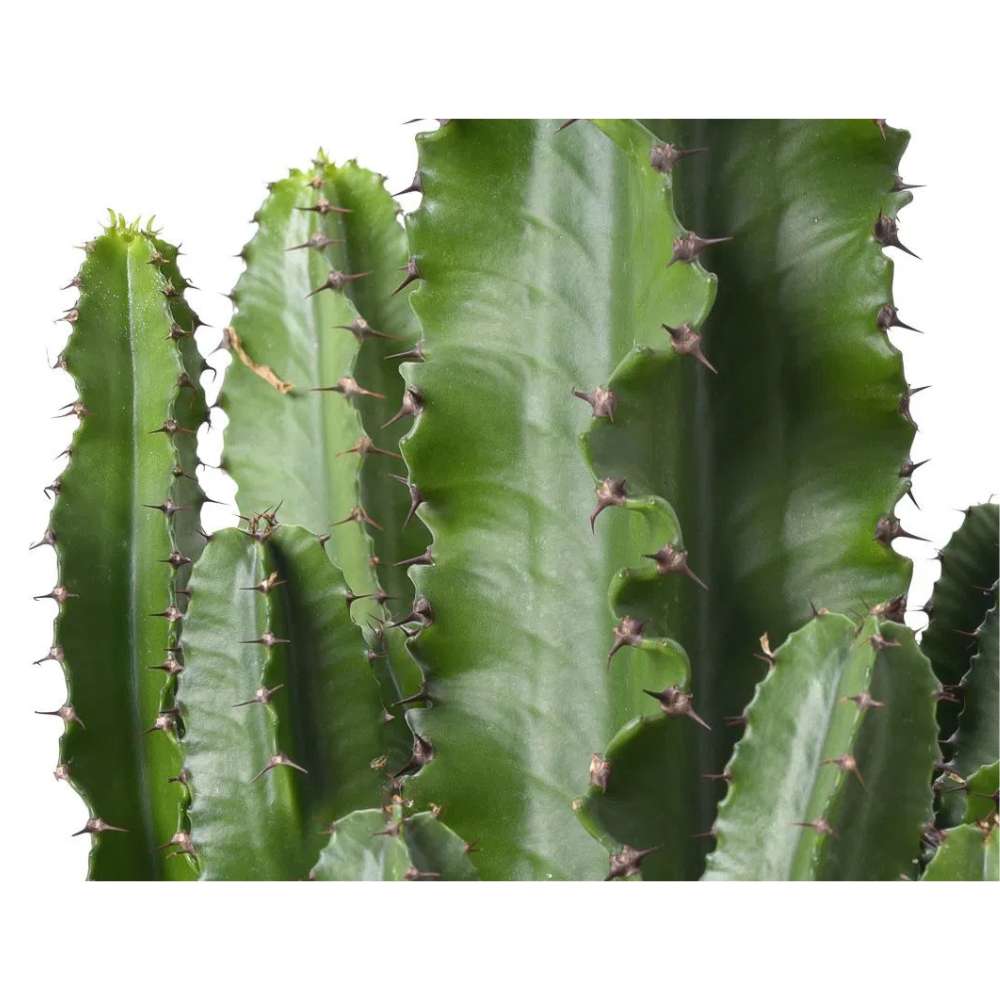 Cactusul Candelabru Euphorbia Ingens, planta decorativa de interior mare, usor de ingrijit - 50 cm