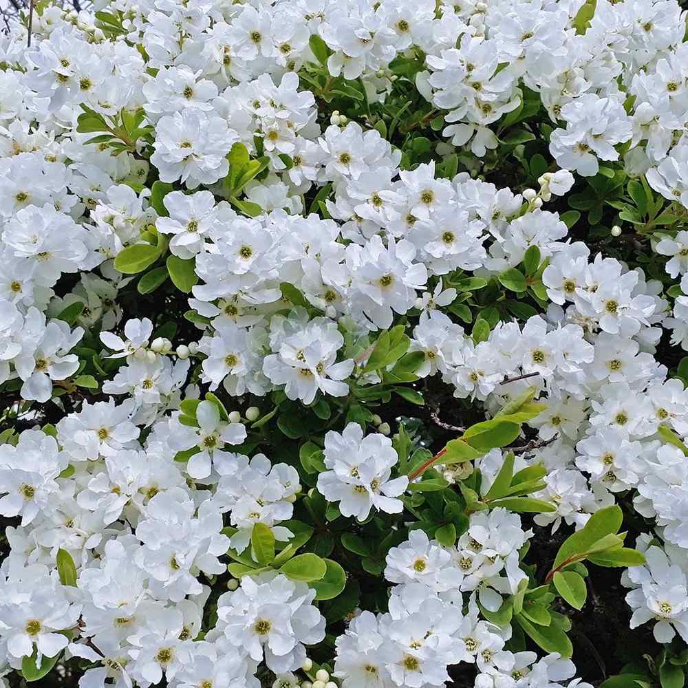 Arbustul Miresei (Exochorda) The Bride, arbust decorativ cu flori albe primavara, rapid, rezistent frig