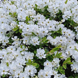 Arbustul Miresei (Exochorda) The Bride, arbust decorativ cu flori albe primavara, rapid, rezistent frig