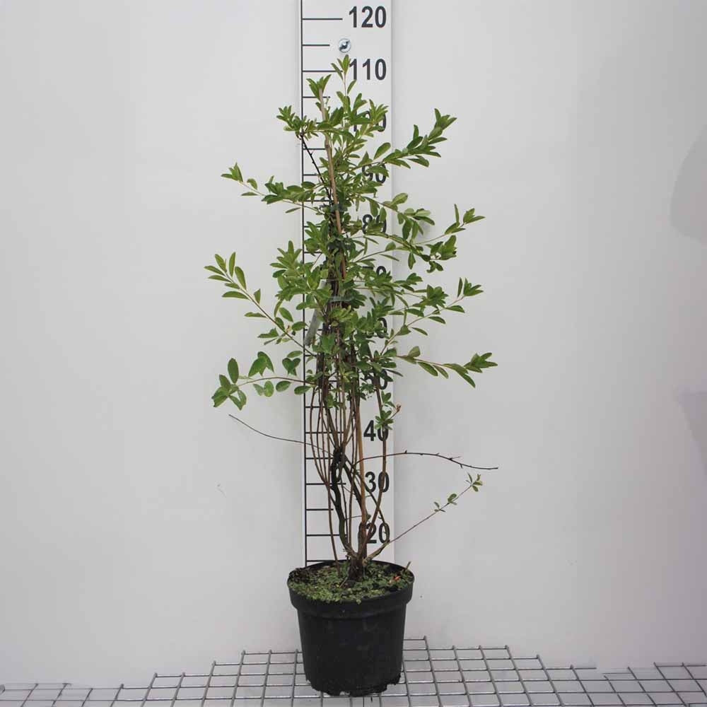 Arbustul Miresei (Exochorda) The Bride, arbust decorativ cu flori albe primavara, rapid, rezistent frig