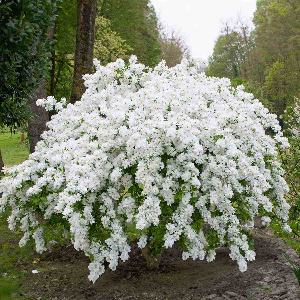 Arbustul Miresei (Exochorda) The Bride, arbust decorativ cu flori albe primavara, rapid, rezistent frig